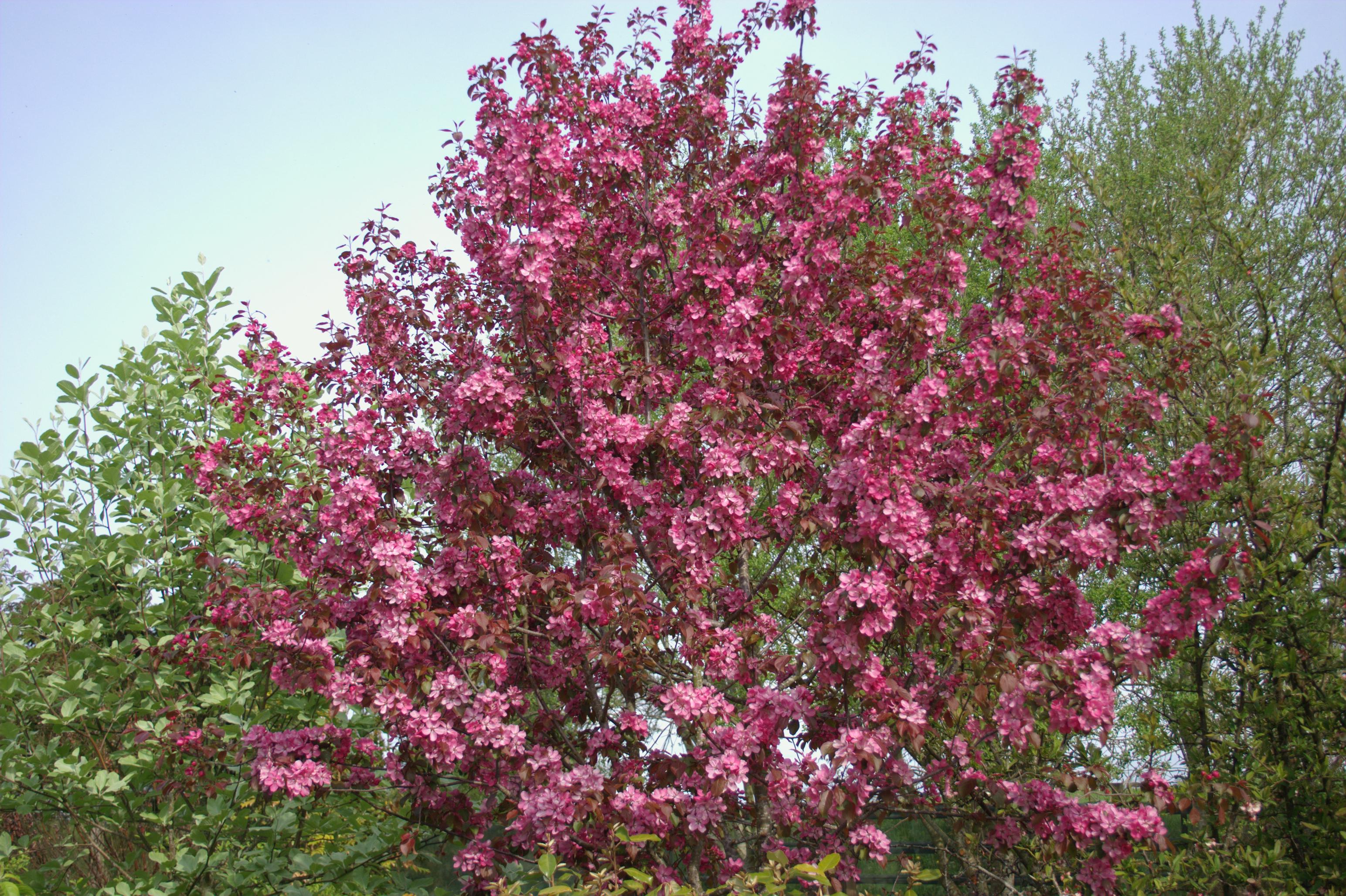 
Dekoratiivõunapuu
Õied roosakaspunased