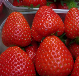 
Varasem sort
Maasikad säravpunanesed, marjad on keskmise suurusega või pigem suured