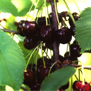 
Varasepoolne
Mustajspunane, pehme viljalihaga, magus
Vajab tolmuandjaks teist mureli sorti