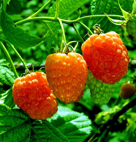 
Aprikoosivärvi
Väga mahlane ja audentne maitse, taim pigem madala kasvuline