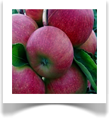 "ARBAT" - sammasõunapuu, sügisõun, viljad keskmise suurusega ja söömisküpsed kuni detsembrini, vili aromaatne, mahlane, taim vastupidav talvedele