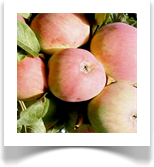 "CIEPA" - sammasõunapuu, suviõun, viljad keskmise suurusega ja söömisküpsed augustis, vili mahlane, taim hea talvekindlusega