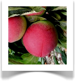 "ZANE" - sammasõunapuu, suviõun, viljad keskmise suurusega ja söömisküpsed augusti lõpu poole, vili magus, mahlane, taim vastupidav talvedele