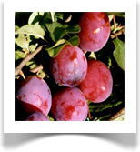 JULIUS - pruunikaspunane, varasepoolne, vili keskmiselt suur ja maitsev, r. isetolmleja