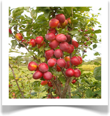 KOLONOVIDNAJA - sammasjas ploomipuu, vili suur, lillakasroosa, mahlane, maitsev