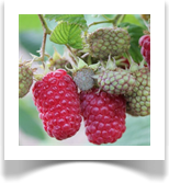 LASZKA - varavalmiv sort (viljad valmivad juulis), suured maitsvad viljad, haiguste ja külmakindel, vilja suurus kuni 4cm (piklikud) ja  kaal 8-12g