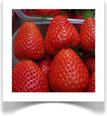(AJUTISELT OTSAS) RUMBA - magusa maitsega varasepoolne maasikas, maasikad säravpunanesed, marjad on keskmise suurusega või pigem suured
