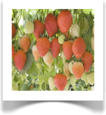 (AJUTISELT OTSAS) SONATA - suured ja säravpunased marjad, viljaliha roosa, mahlane ja väga maitsev, varasepoolne